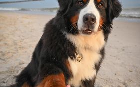 Dogs Welcome! Domek Na Zacisznej